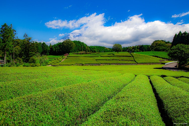[Image1]Collaboration between tea plantations and FujiIn Shizuoka
