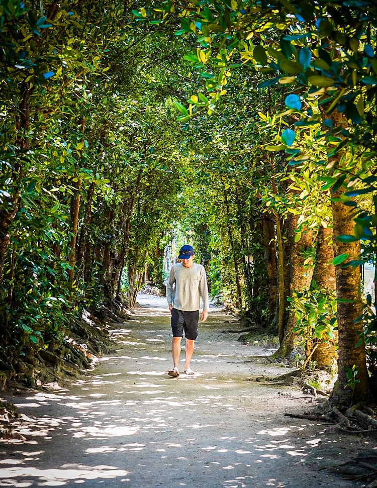 [相片1]冲绳县备前两旁种满了福木树。我们沿着树木创造的小路散步。摄影器材索尼α7III灯房编辑软件
