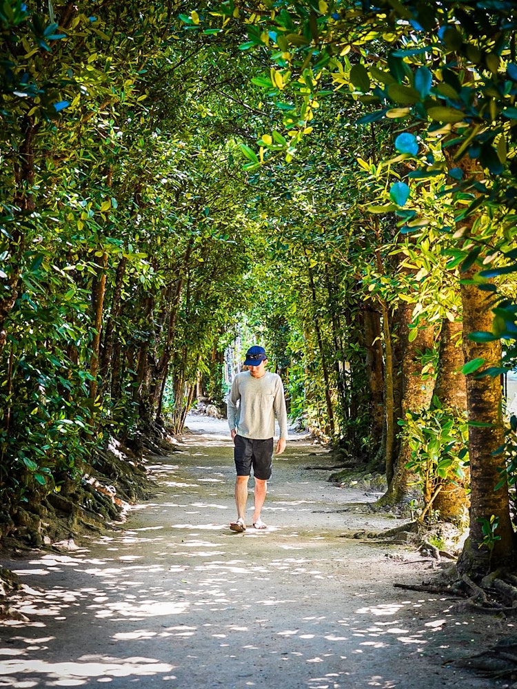 [画像1]沖縄県、備前のフクギ並木です。木々が作り出す道を散歩しました。撮影機材 SONY α7III編集ソフト Lightroom