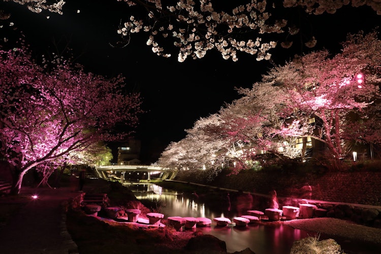 [画像1]山口県長門市長門湯本 音信川色付きライトアップの桜と飛石と観光客が橋になる１枚。