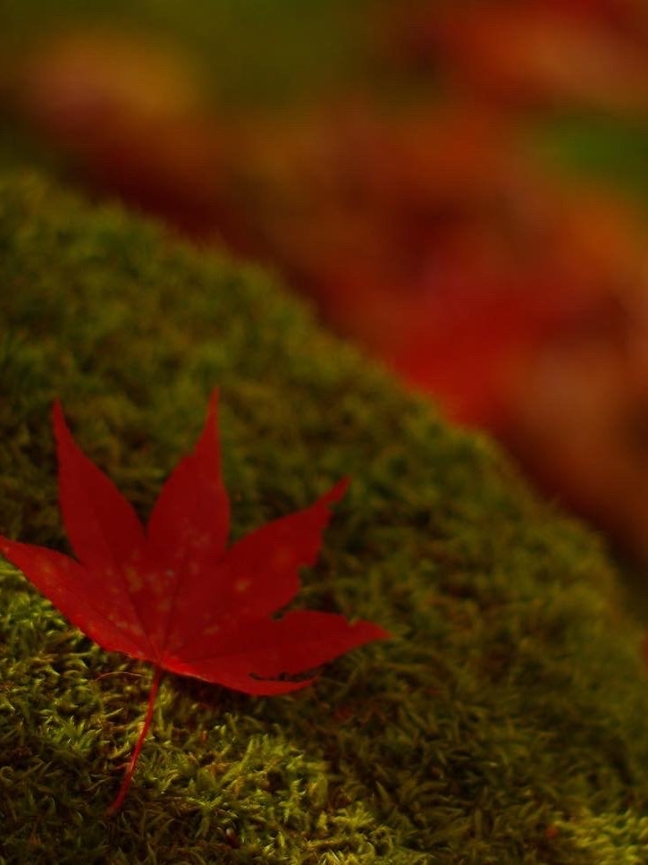 [Image1]This is one of the photos I found the autumn leaves gently on the moss on the way back from the Mt. 