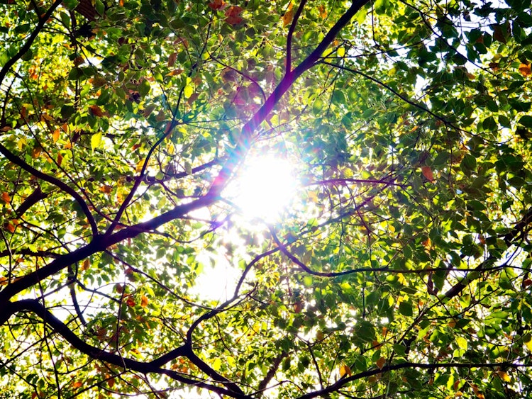 [이미지1]평소 지나가는 공원의 캐주얼 한 것입니다녹지가 무성해지고 나무 사이로 햇살이 비치는 쾌적한 계절이 되고 있습니다.오늘 이맘때쯤 봄이 왔음을 느낍니다.