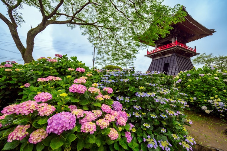 [相片1]繡球花寺的顏色熊谷市野越寺