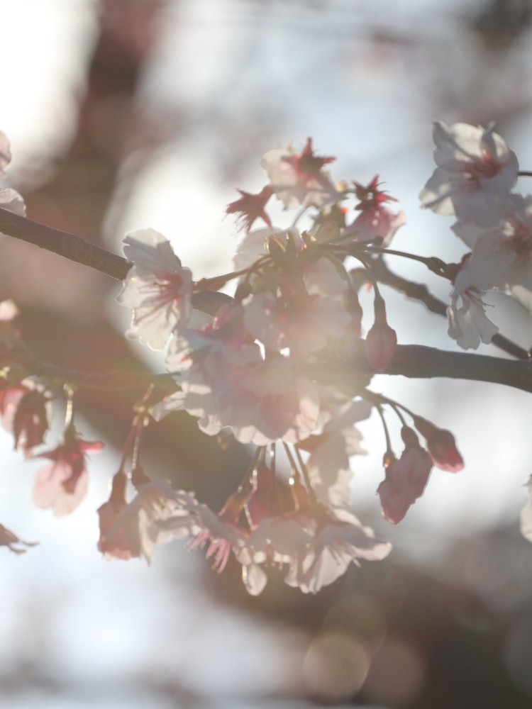 [画像1]兵庫県西宮市、大東公園にある今津紅寒桜。 少し前に撮ったもので、今はもう散ってるでしょうね。ソメイヨシノとは違った美しさがあります。逆光で撮影。