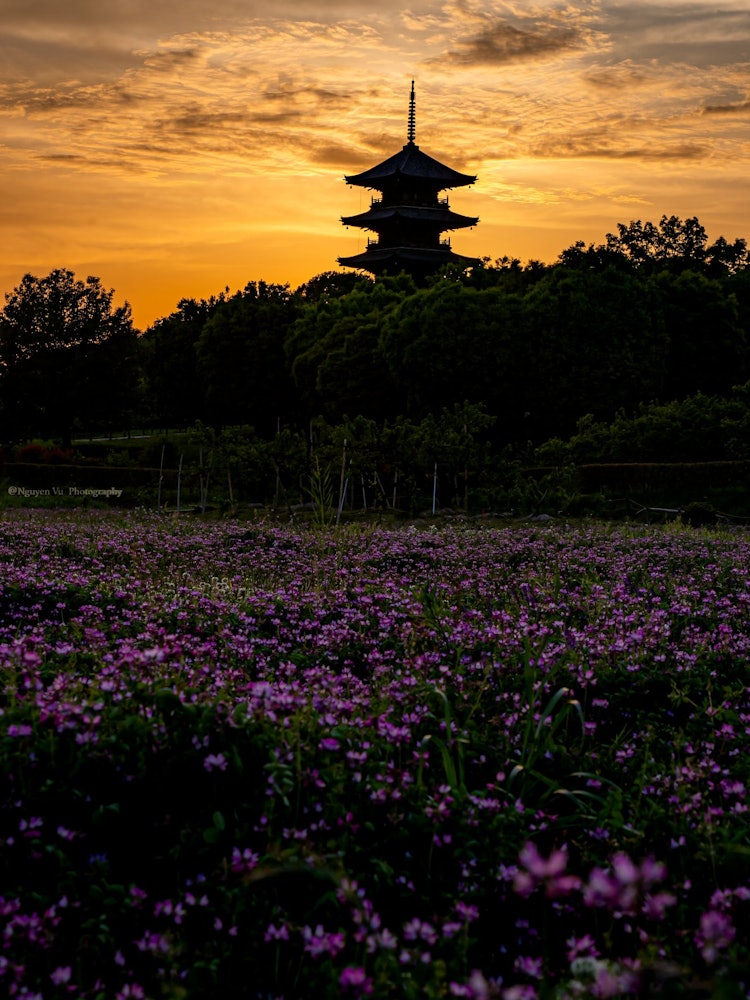 [画像1]岡山県 備中国分寺で撮影した写真です。 仕事帰り途中に寄り、一面広がる花が紫絨毯みたいで、さらに空が一面オレンジ色となり、素敵な日暮れに出会えました。2022/5/6