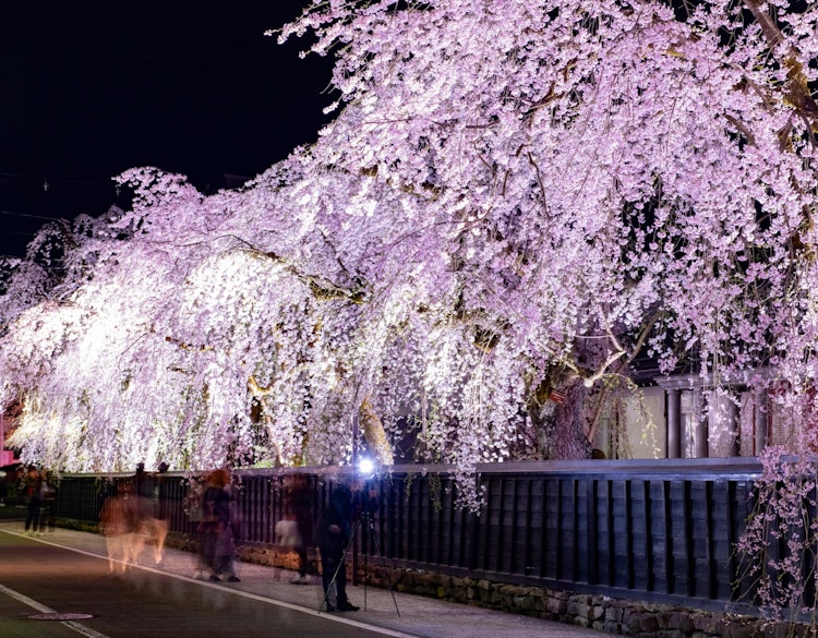 [相片1]🌸 角館Bukeyashiki街的下垂分支布克亞敷街上垂下的櫻花每年白天和黑夜都擠滿了🌸很多人附近的檜木內堤岸櫻花樹也非常美妙。點燈活動將從日落到晚上 10：30 舉行，直到 5 月 5 日。