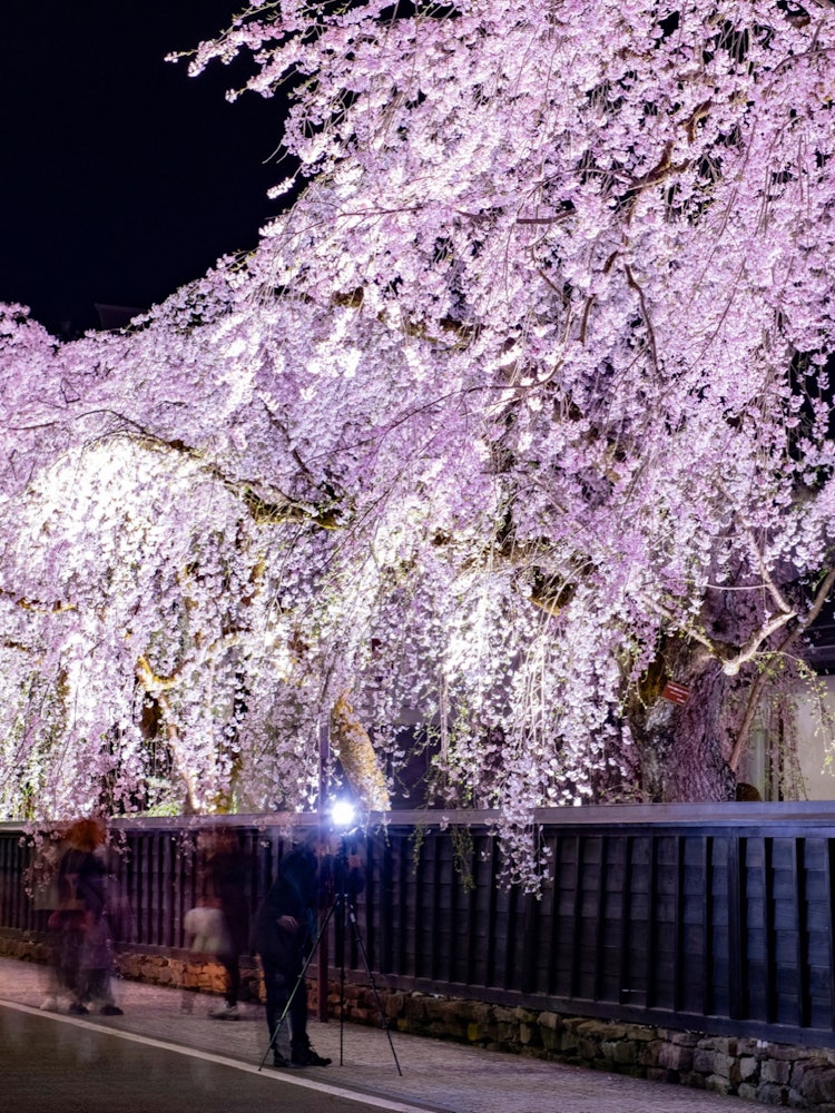[이미지1]가쿠노다테 무가저택 거리의 처진 🌸 가지무가저택 거리의 처진 벚꽃은 밤낮으로 매년 많은 사람들로 붐빕🌸니다근처의 히노키우치 제방 벚꽃 나무도 매우 훌륭합니다.일루미네이션은 5월 5