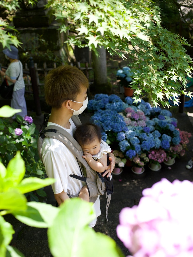 [相片1]長谷寺的繡球花雨季，五顏六色的繡球花它歡迎遊客！我看過很多美麗的風景。這裡的繡球花的力量非常奇妙。如果您在夏天之前在奈良停留這是一個必遊景點！