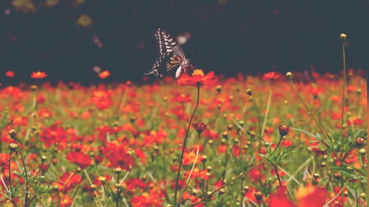 [이미지1]여름은 매미뿐만 아니라 아름다운 나비를 상징합니다. 여름철에는 공원 지역에서 다양한 종류의 나비를 특별히 볼 수 있습니다. 이 사진은 도쿄의 하마리큐 정원에서 찍은 것입니다. 이 