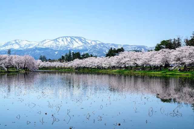 [Image1]新潟県上越市の高田城址公園にて撮影。満開のソメイヨシノと雪に染まった妙高連山が絶景でしたので思わず撮った1枚です。雲一つない青空と絶景が水面にも映り、水面も素敵な景色となりました。