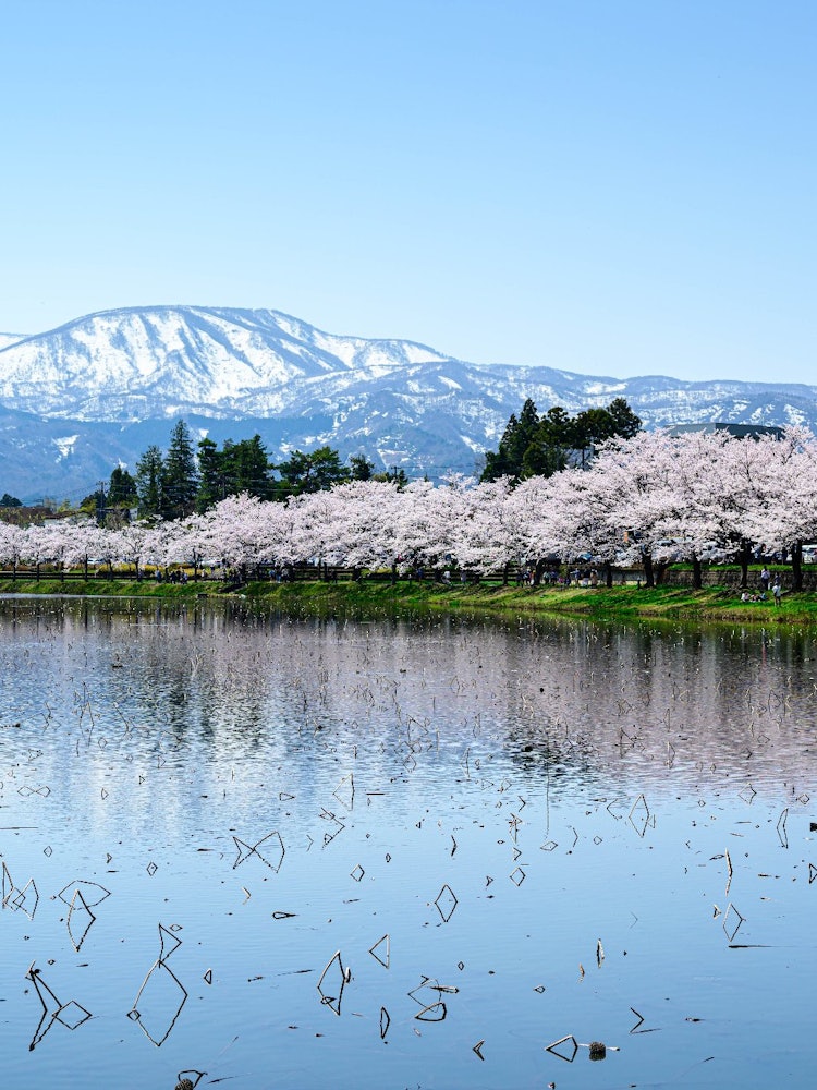 [Image1]Shot at Takada Castle Park in Joetsu City, Niigata Prefecture.The Somei Yoshino cherry trees in full