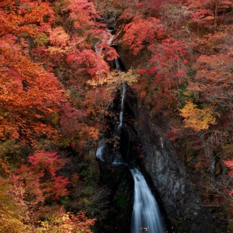 [画像1]群馬県みどり市にある、小中大滝&栃木県日光市の華厳の滝の紅葉📸