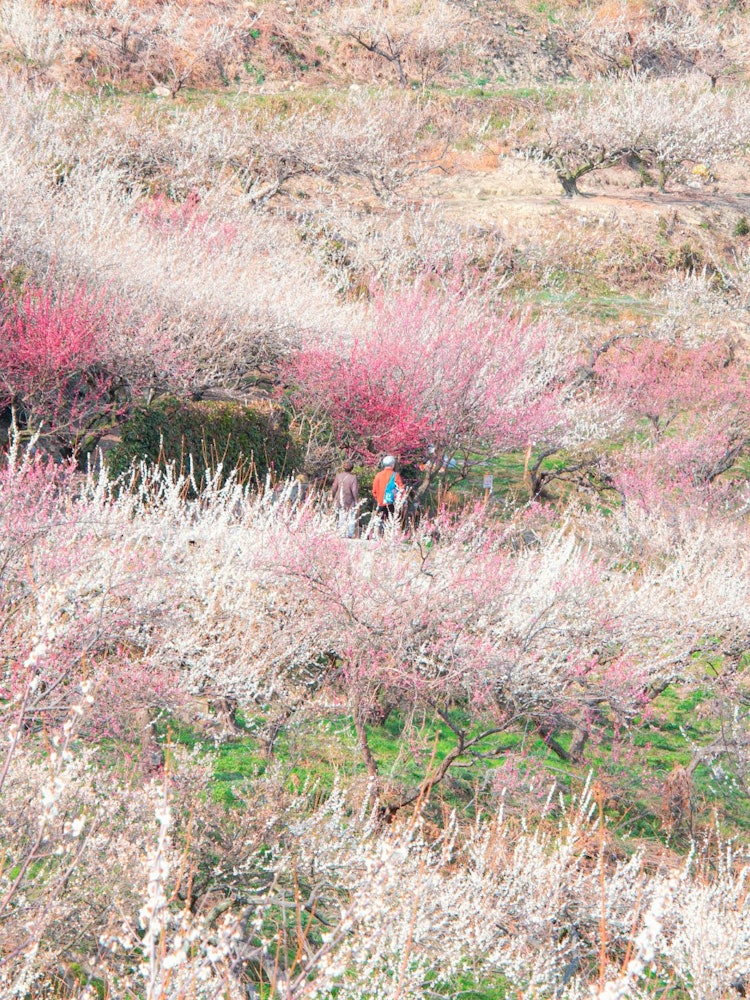 [이미지1]아야베야마 매화림, 효고현 다쓰노시이곳에는 😀 눈으로 볼 수 있는 한 매화의 절경이 있습니다