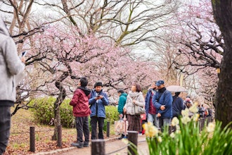 [画像1]【大阪城 梅林公園】2024年2/23 開花情報：天気以外は花見日和Osaka Castle Umegorin Park 2/23/2024 Flowering information: Cherry