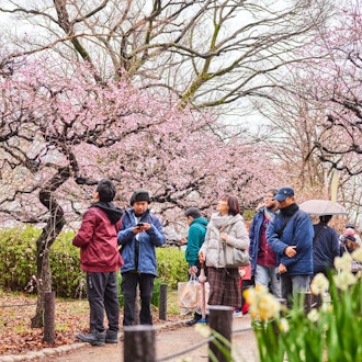 [Image1]【大阪城 梅林公園】2024年2/23 開花情報：天気以外は花見日和Osaka Castle Umegorin Park 2/23/2024 Flowering information: Cherry