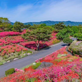 [Image1][A bright red azalea begins to bloom! ] Komuroyama Park Azalea Viewing Party 🌺✨]From Saturday, April