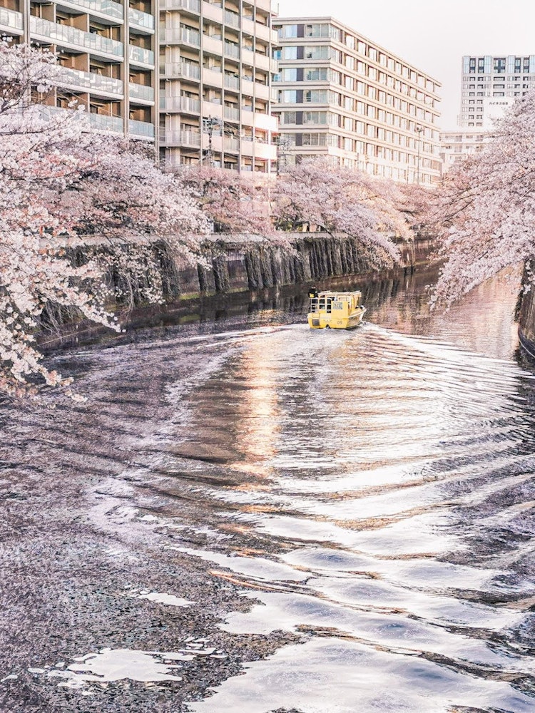 [Image1]The cherry blossoms of the Meguro River are bathed in the western sun.Away from a tourist attraction
