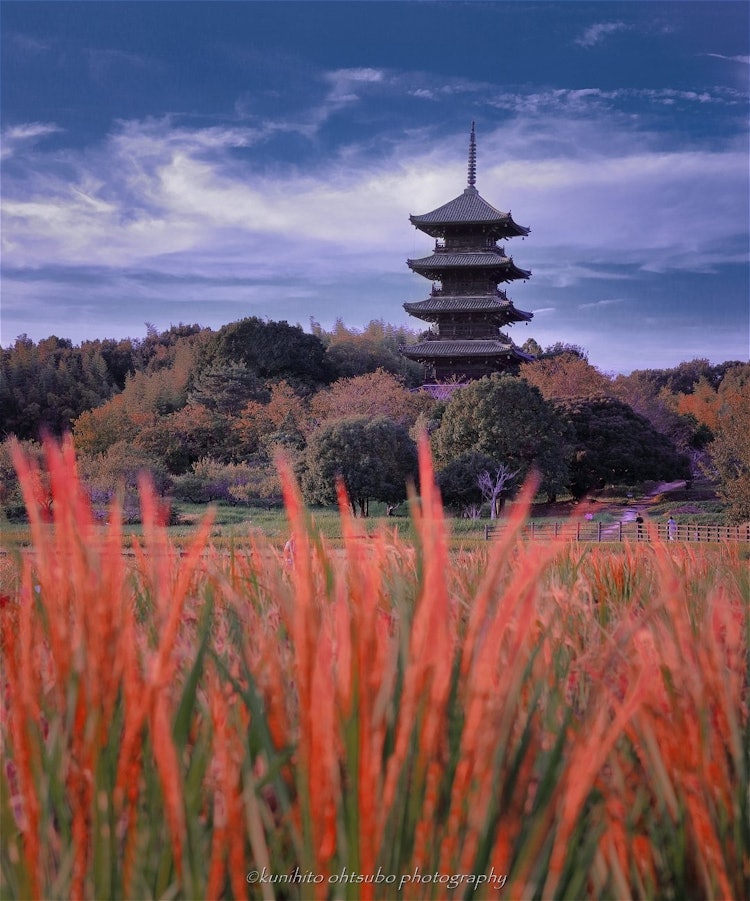 [画像1]「Red rice ＆ Five-storied pagoda」location： 岡山県総社市・備中国分寺＊備中国分寺のそばに広がる田園を赤く染める赤米。 1400年以上の歴史を持つ赤米は、元々は神