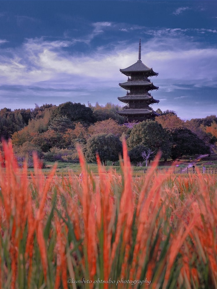 [Image1]「Red rice ＆ Five-storied pagoda」Location: Bichū Bunji, Soja City, Okayama Prefecture＊Red rice dyes t