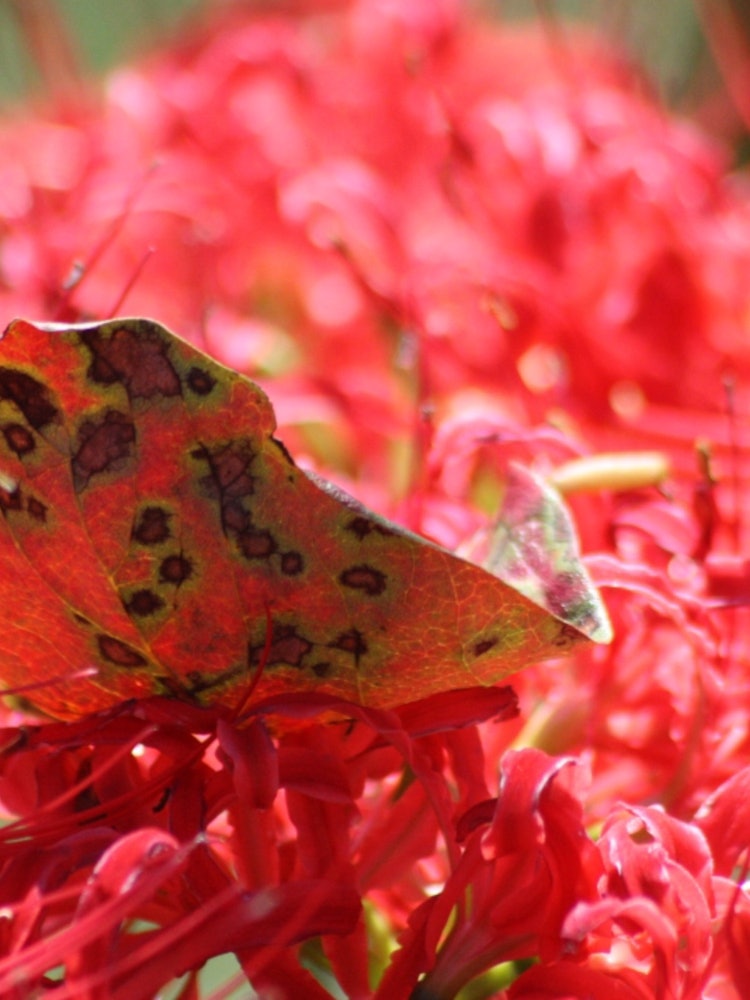 [相片1]日本的秋天在阳光下在希干花那热情的深红色床上五颜六色的柿叶包裹色彩秋天