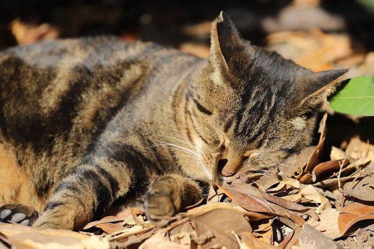 [相片1]當我去三溪園時，我看到一隻貓睡在落葉上，它的睡臉很可愛，所以我拍了一張照片。