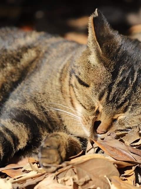 [Image1]When I went to Sankeien, I saw a cat sleeping on a fallen leaf and its sleeping face was cute, so I 