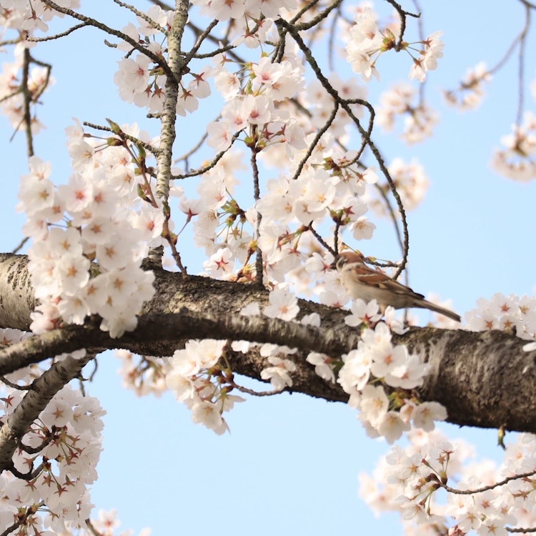 [相片1]🌸 春天的到来这张照片是我在山形县天童市的一个运动公园拍摄樱花时偶然拍摄的。 ☺️ 这让我感到非常像春天和欢快