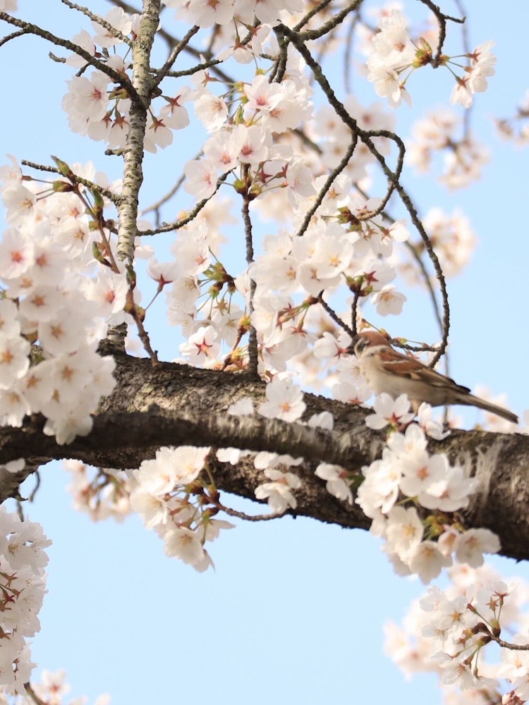 [Image1]🌸 The Coming of SpringThis photo was taken by chance when I was photographing cherry blossoms in an 