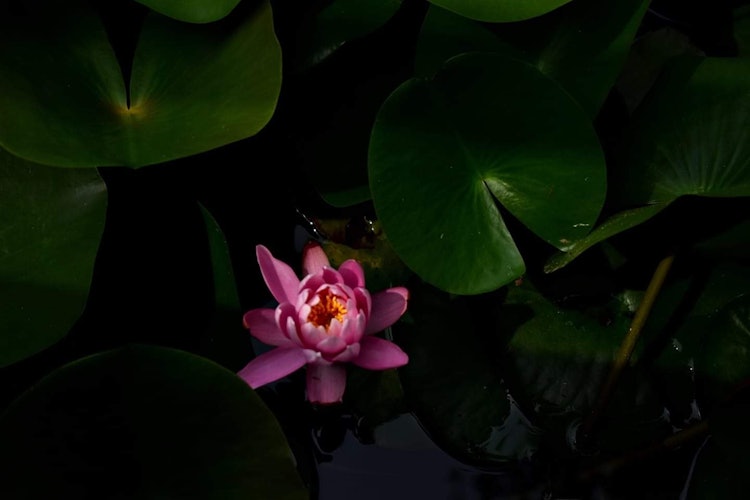 [Image1]Lotus represents the purity in our Indian culture. For our offering (prayer) the lotus is an unavoid