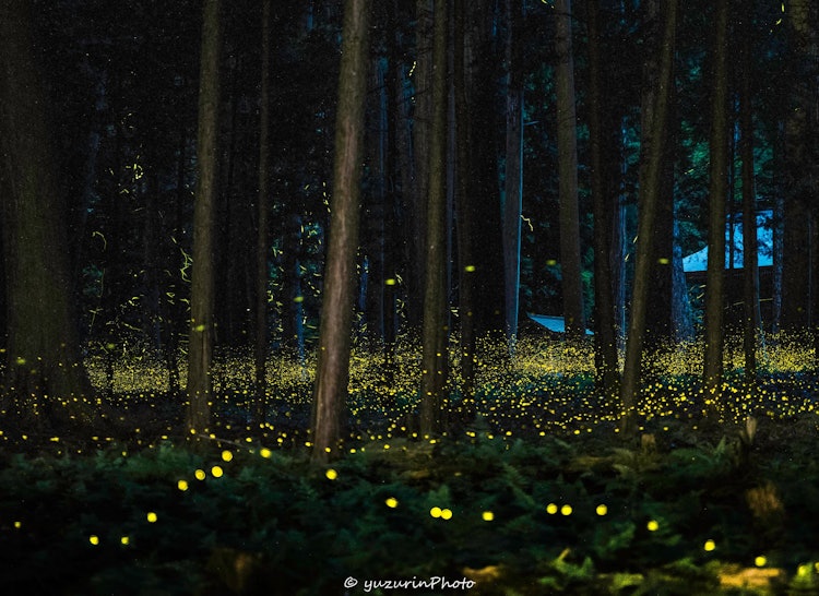 [相片1]螢火蟲的光芒預示著初夏的到來。 我三年來第一次去拍攝。 他們一定在冠狀病毒大流行中忙於拍攝，每個人都在微笑。 有人提醒我，日本的夏天很好。*我們沒有指定瀕危物種的位置。