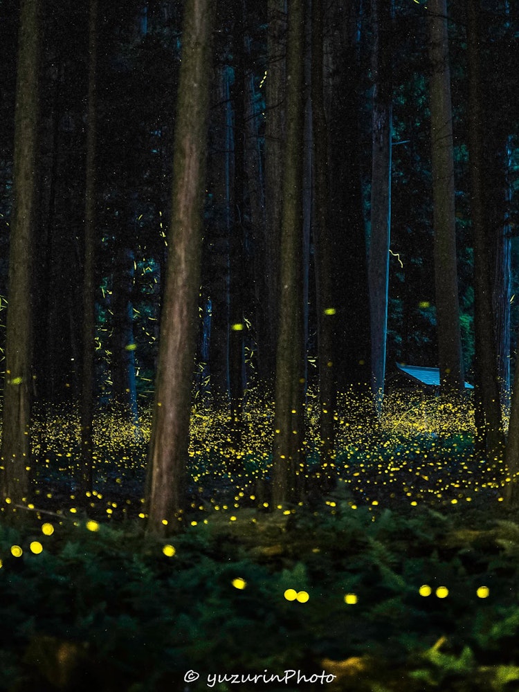 [Image1]< night glow>It is the glow of the glow of the glowworm that heralds the arrival of early summer. I 
