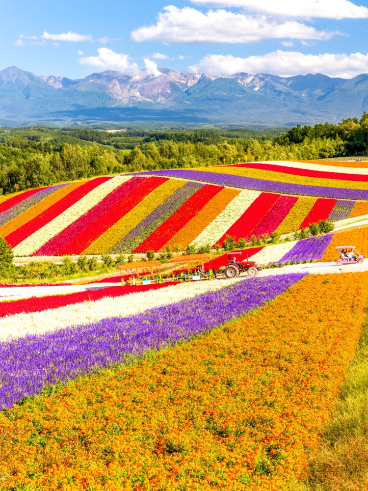 [Image1]It is located in Biei, Hokkaido Shikisai no OkaYou can see various flowers until mid-September.