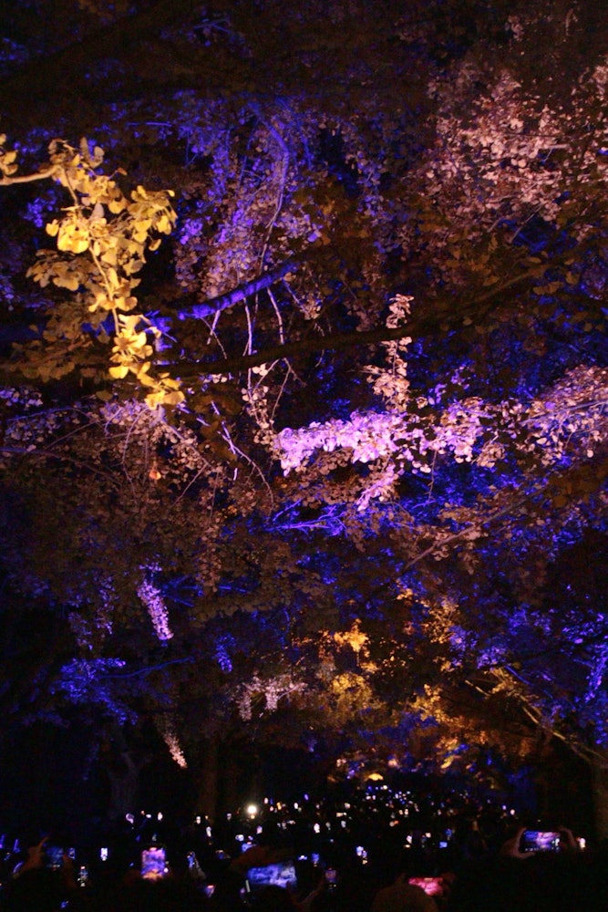 [画像1]昭和記念公園の「かたらいのイチョウ並木」のライトアップを撮影しました。一瞬だけ現れるカラフルなライティングとそれを映し出す無数の画面がマッチングしていて幻想的でした。