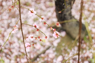 [画像2]【大阪城 梅林公園】2024年2/21 現在開花情報：全体的に見頃ですが雨大阪城梅林公園2024年2月21日現在開花情報:全体的に、訪れには良い時期ですが、雨が降っています。