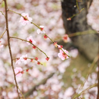 [相片2]【大阪城 梅林公園】2024年2/21 現在開花情報：全体的に見頃ですが雨大阪城郭梅古林公園截至 2024 年 2 月 21 日開花資訊：總的來說，現在是參觀的好時機，但正在下雨。