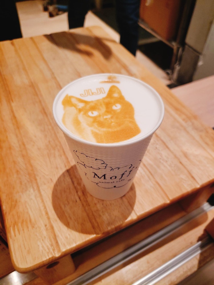 [Image1]Nagoya Sakae's Moff animal café Nagoya PARCO!The distance to the cats is close, and the inside of th