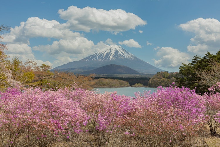 [相片1]从精进湖看到的富士山和杜鹃花精进湖，富士河口湖，山梨县