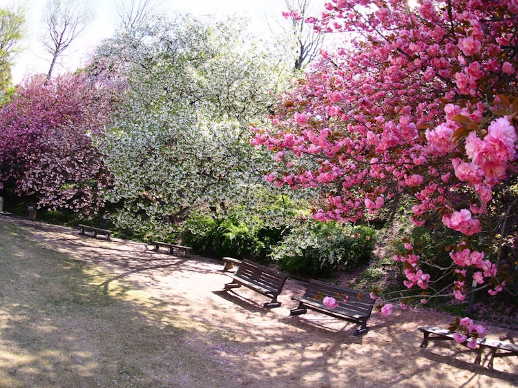 [画像1]広島市植物公園の桜です。 いろんな種類の桜の木がたくさんあって色のバリエーションも素晴らしく、見ごたえ十分です。