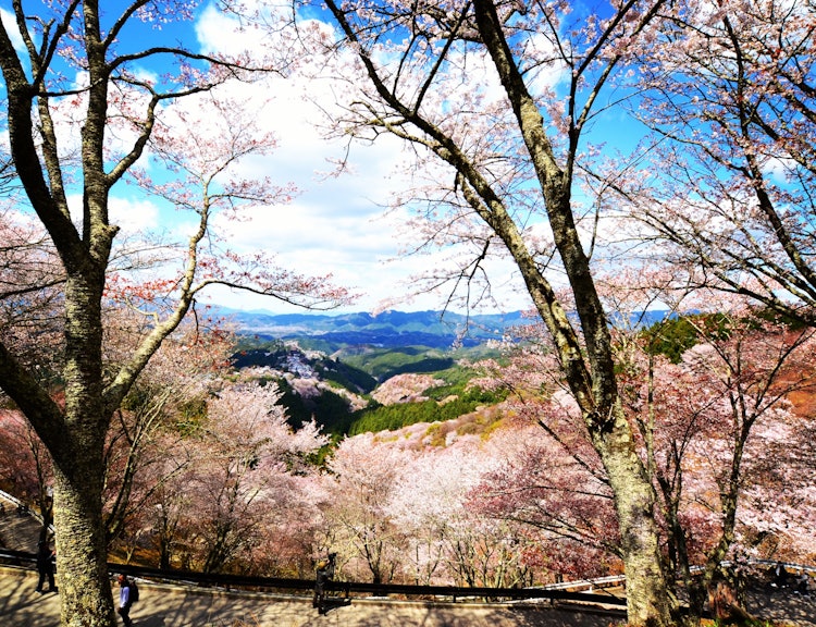 [이미지1][벚꽃]요시노산의 벚꽃입니다.눈앞에 펼쳐지는 벚꽃은 그야말로 천 송이입니다.지금은 세계 각국의 사람들이 벚꽃을 보러 모이는 명소가 되었지만, 헤이안 시대부터 사람들의 눈을 즐겁게 