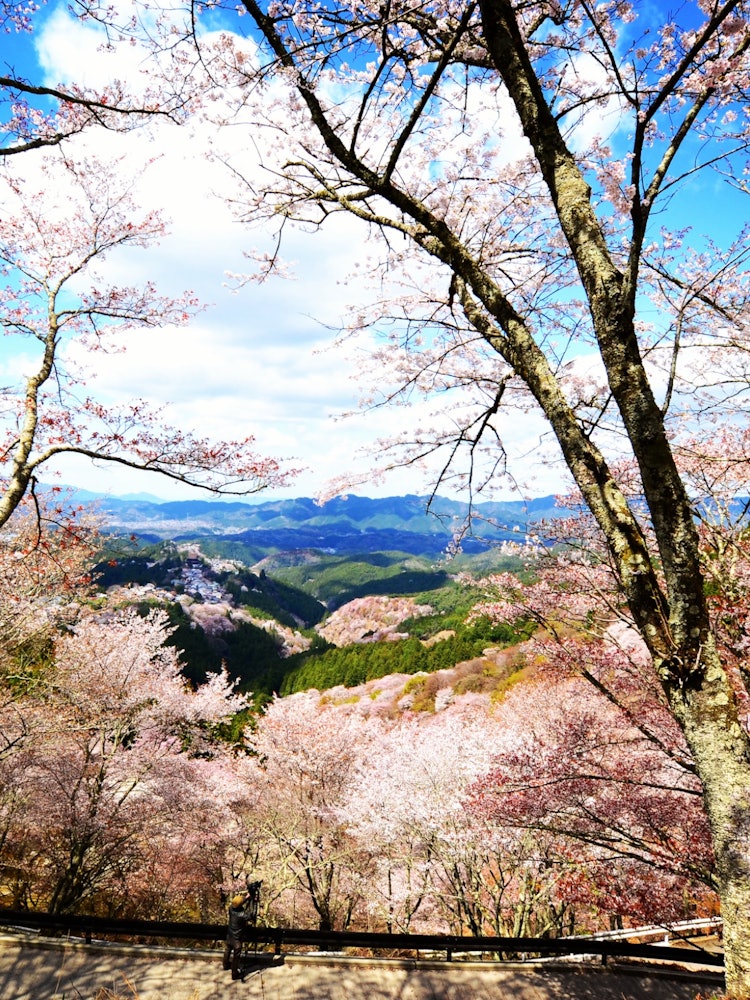 [画像1]【桜一面】吉野山の桜です。眼前に広がる一面の桜はまさしく一目千本。今や全世界から桜を見に集まるスポットとなりましたが、平安時代からこの桜が人々の目を楽しませていただことを意識しながら現代にこの景色が残