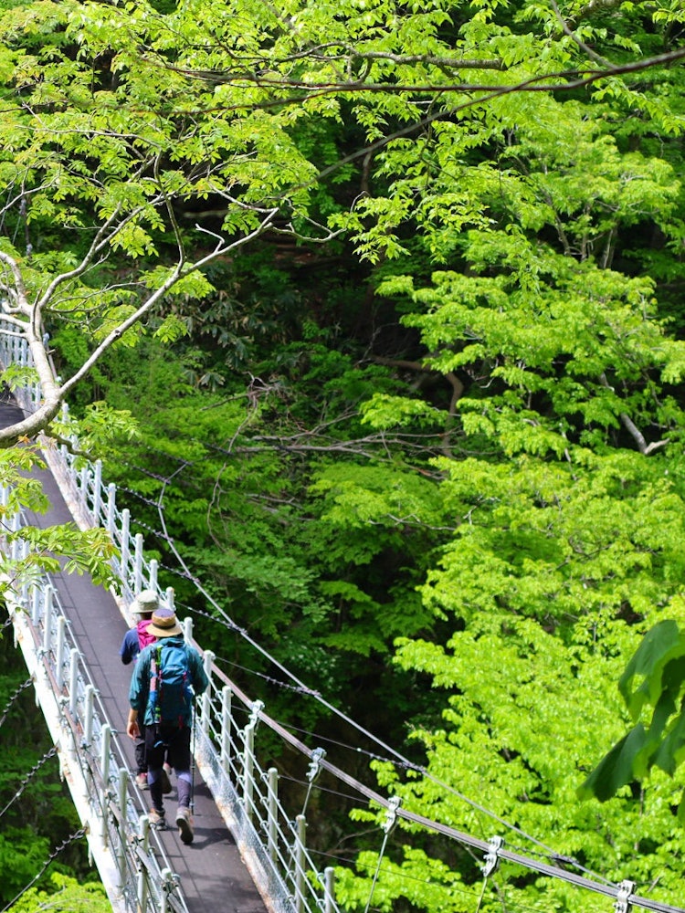 [Image1]A photo of my hometown of Tottori Prefecture at the Oyama Falls Suspension Bridge. This Oyama Falls 