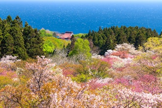 [画像2]クールジャパンビデオをご覧の皆様、初めまして🌸北海道最南端の町、松前町(まつまえちょう)です。北海道唯一の城下町であり、桜の名所としても知られている町で函館市から車で約２時間のアクセスになります🏯初投