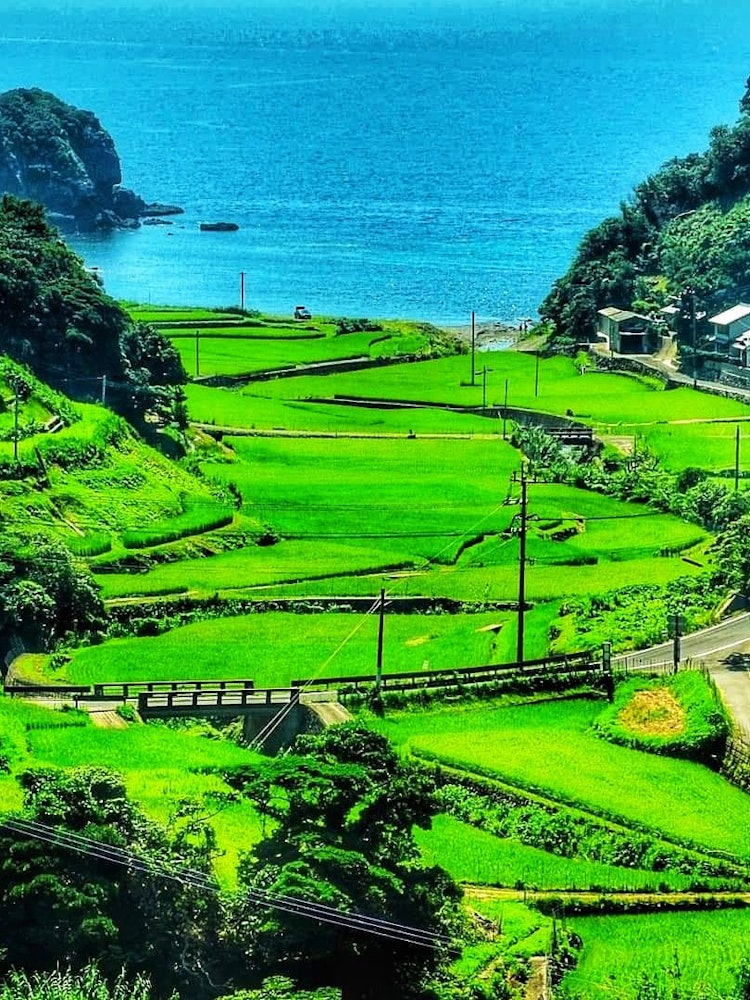 [Image1]Terraced rice fields of Kasuga, Nagasaki Prefecture The superb view of the empty terraced rice field