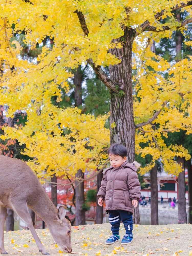 [相片1]您孩子2歲時的第一次旅行 - 2019年秋季兒童和鹿 🦌這是一張很好的紀念照我想再次旅行。奈良縣 - 攝影