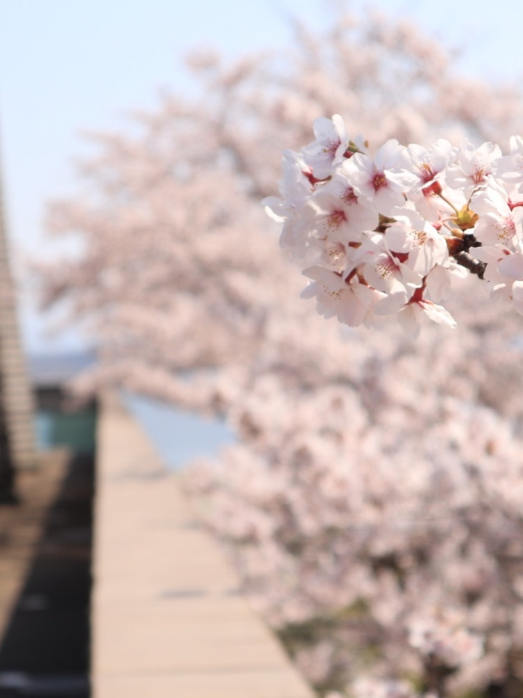 [画像1]ここは石川県片山津温泉にある「中谷宇吉郎雪の科学館」の屋上？ エントランス？ です。すぐ横に小川が流れており、その小川沿にある桜の木と同じくらいの高さにあるために桜を間近に撮影することができます。建物