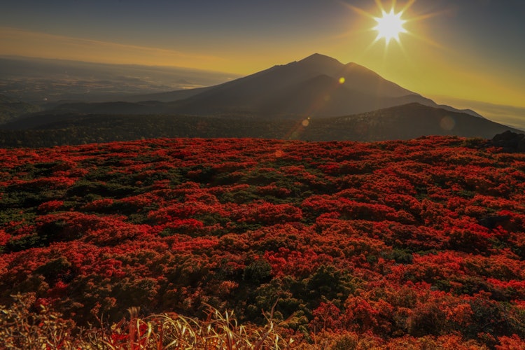 [相片1]它是岩手縣三石山的紅葉。 三石山以東北地區最早的紅葉而聞名，但從山頂附近眺望的紅葉被染成鮮紅色，非常美妙。 這張照片是在日出時從岩手山拍攝的。