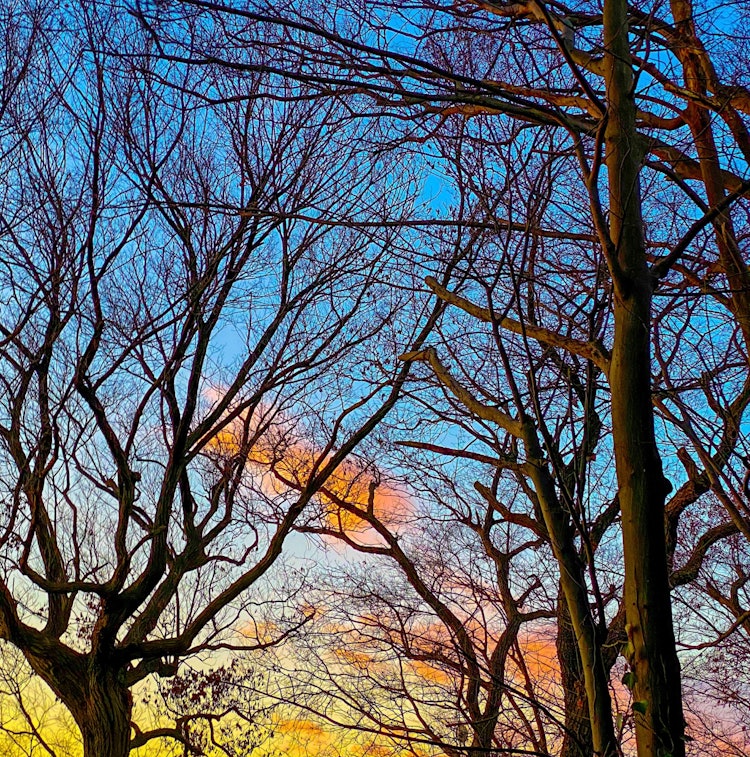 [相片1]1月7， 2023 晴天 1°C科普斯的每日記錄感謝您的觀看。它記錄了自然和樹木的變化。#森林 #秋葉 #攝影 #自然 #早晨 #光 #陰影 #顏色 #四季