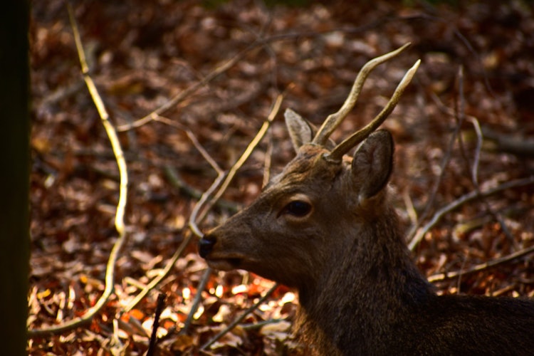 [相片1]“猎鹿人，不要把你的箭浪费在野兔身上。”- 中国谚语我见过的最无辜的眼睛。来自广岛宫岛的日本鹿之美。