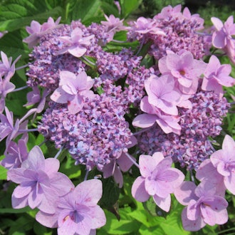 [Image2]The color of hydrangea flowers changesThe relationship between pigments and soil componentsAnd the o