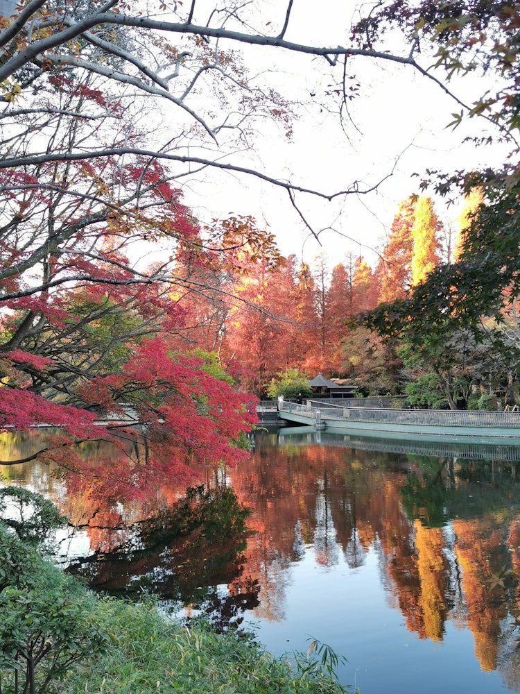 [Image1]The one 🍁 I took when I took a picture with the autumn leaves slipping inThe reflection on the pond 